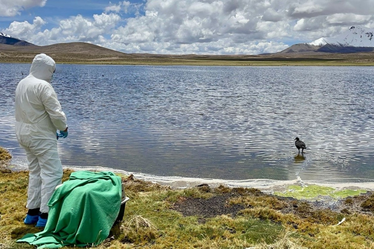 LIBERAN TAGUA GIGANTE REHABILITADA TRAS EMERGENCIA AMBIENTAL EN SECTOR CHUNGARÁ