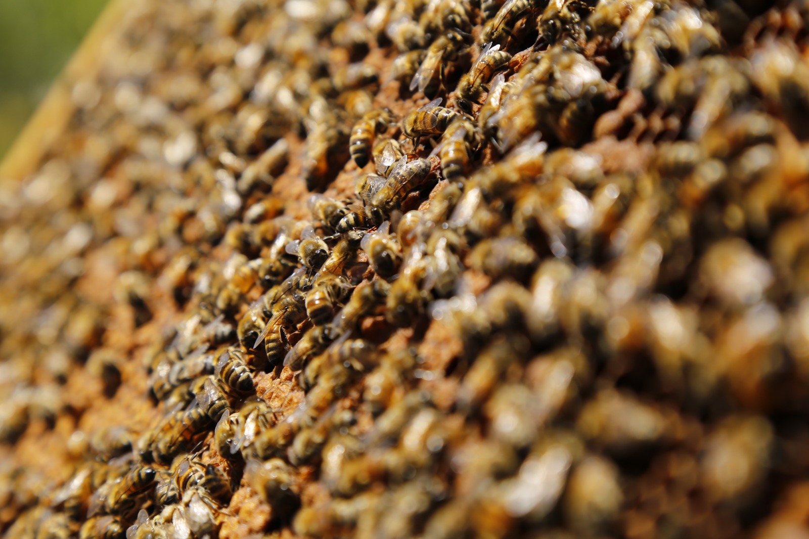 COMENZÓ LA OBLIGACIÓN DE AVISAR LA APLICACIÓN DE PLAGUICIDAS MEDERADAMENTE TÓXICOS PARA LAS ABEJAS