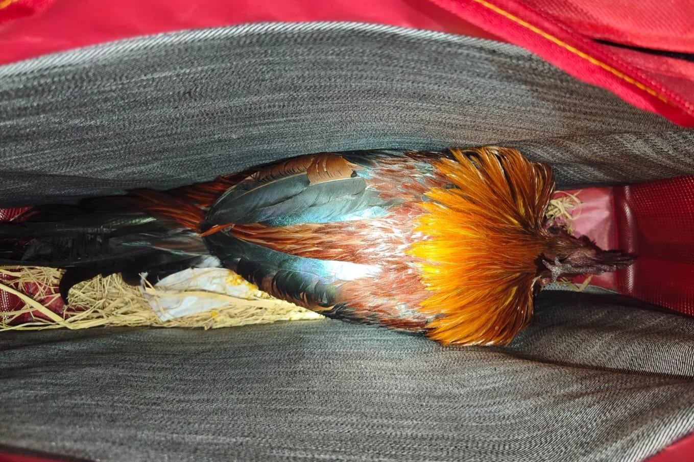 CARABINEROS FRUSTRA INGRESO ILEGAL DE 31 GALLOS DE PELEA EN LA FRONTERA CON PERÚ